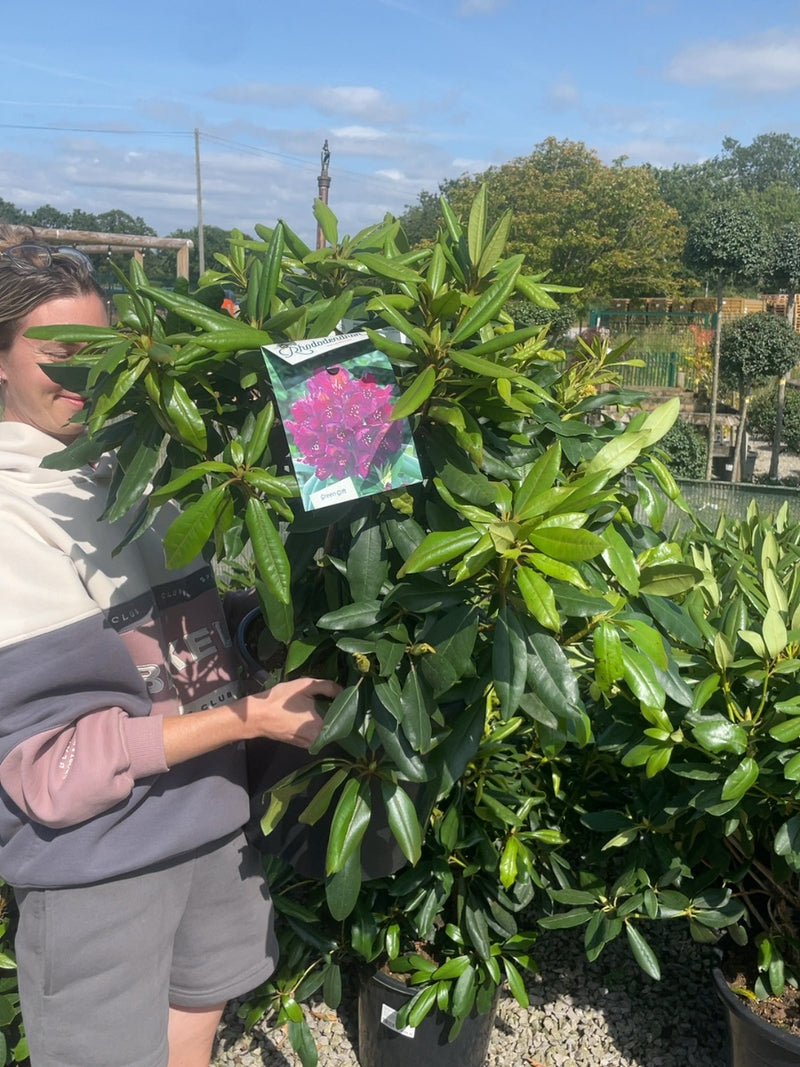 Rhododendron Hybrid Marcel Menard 20 Litre Pot
