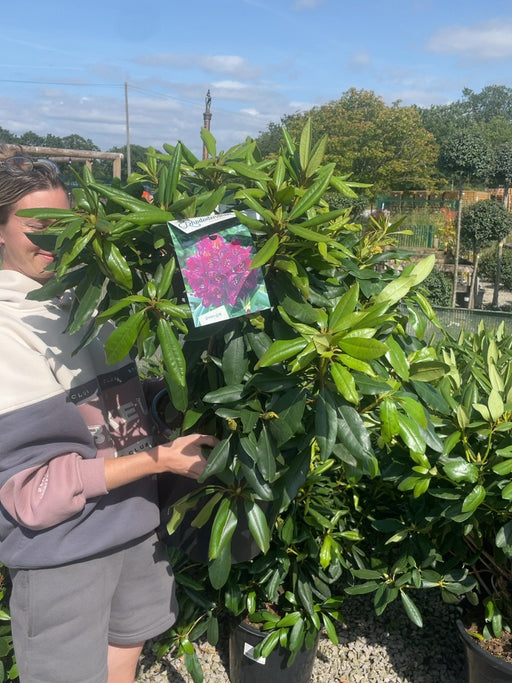Rhododendron Hybrid Marcel Menard 20 Litre Pot