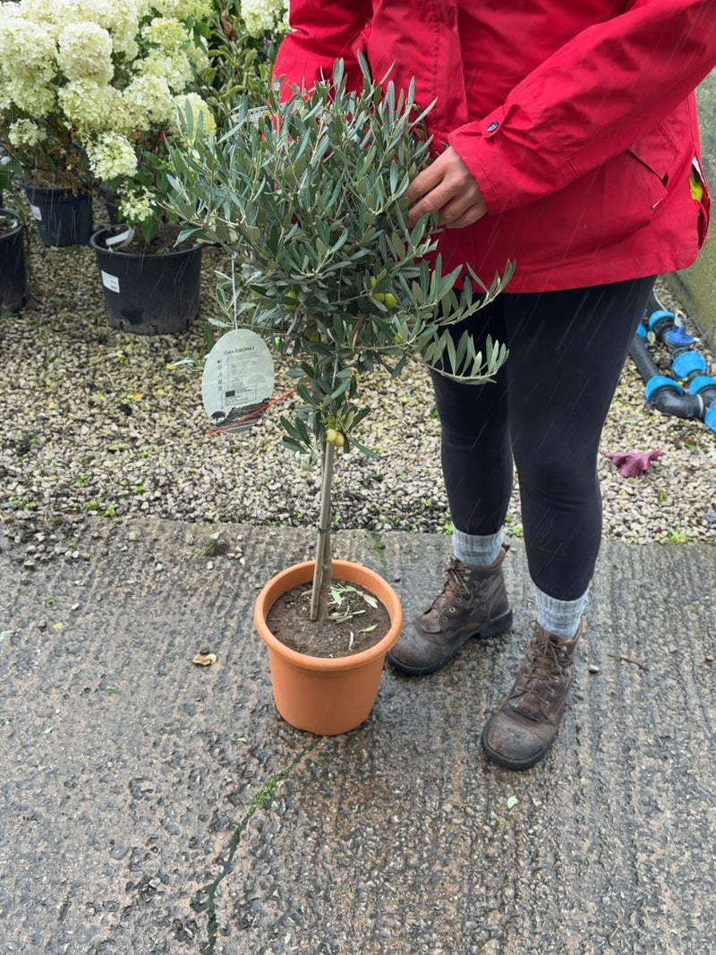 Olea Europea - Olive Mini Standard 4 Litre Pot 50 cm Stem