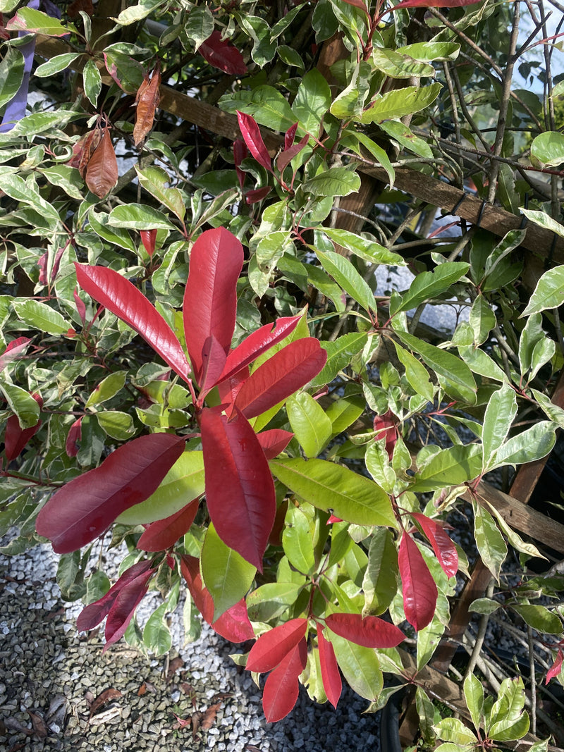 Photinia x f. Red Robin Pleached Wall Frame 180cm Tall x 95cm Wide