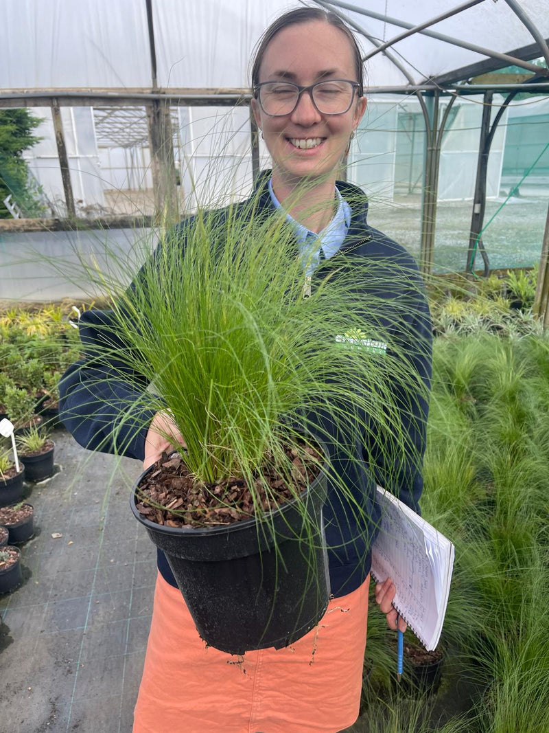 Stipa Pony Tails 3 Litre Pot