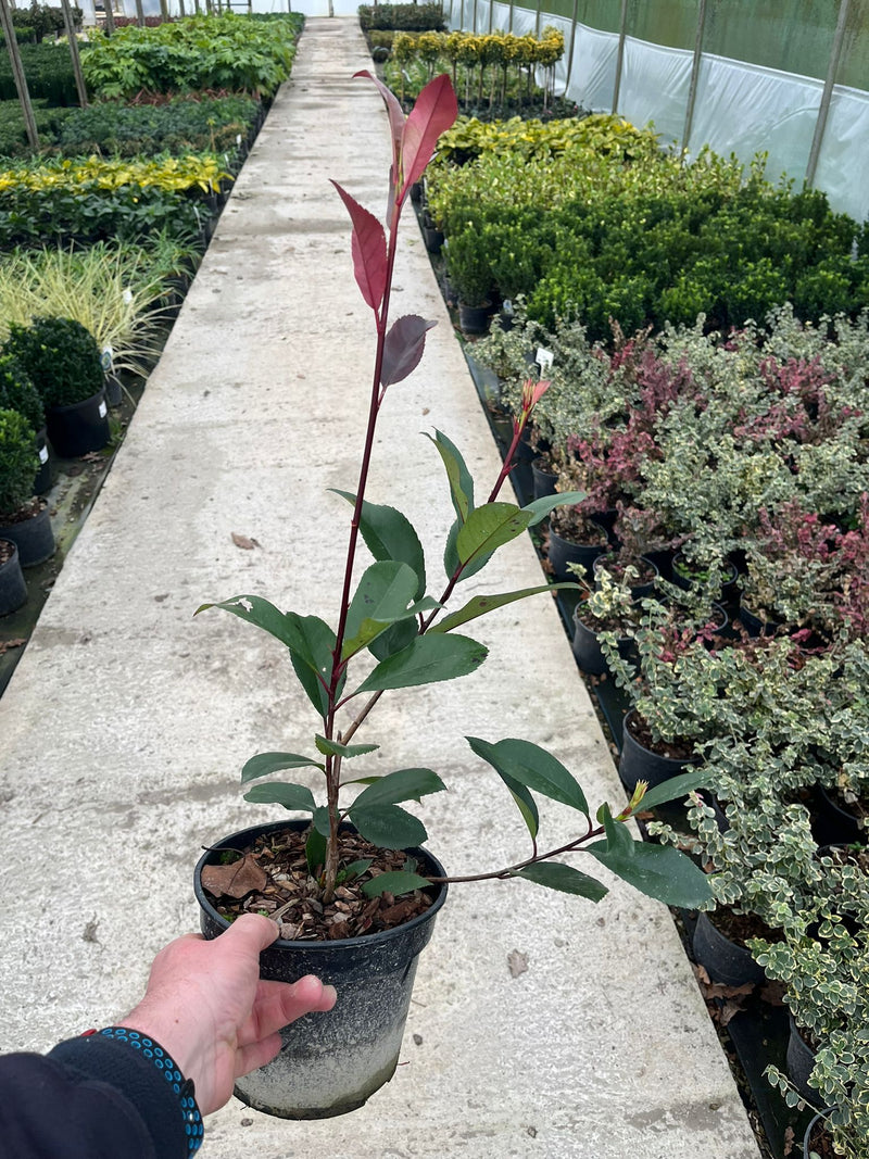 Photinia Red Robin 3 Litre Pot