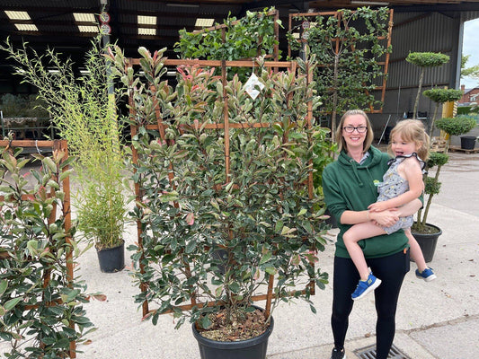 Photinia x fraseri Pink Marble 55 Litre Pot Pleached Wall Frame 160x110