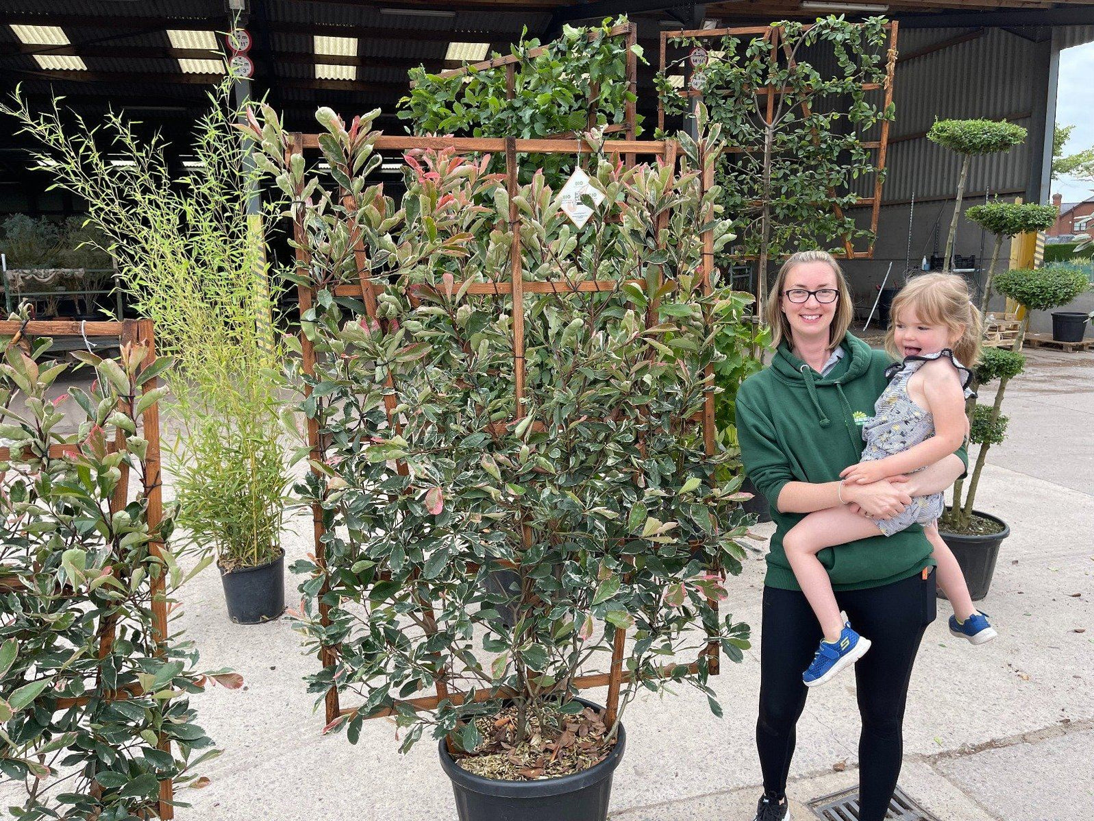 Pleached Photinia Trees (Red Robin) | Established Full Frames ...