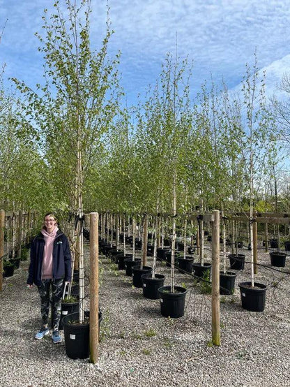 Betula Utilis Jacquemontii 8-10 Girth Root Ball Delivery From November