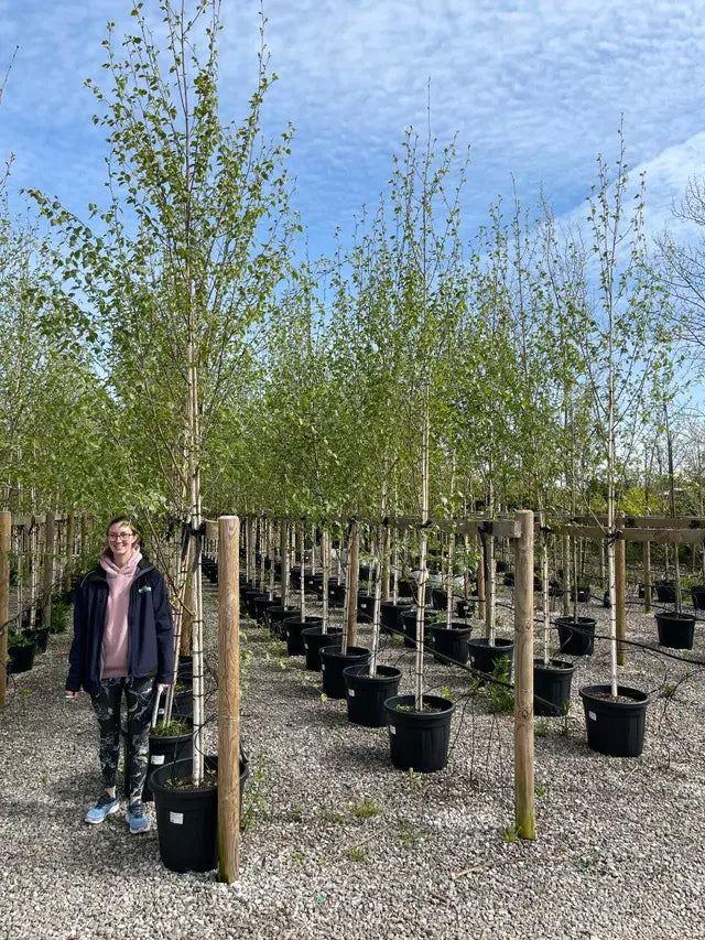 Betula Utilis Jacquemontii 8-10 Girth More Ready June