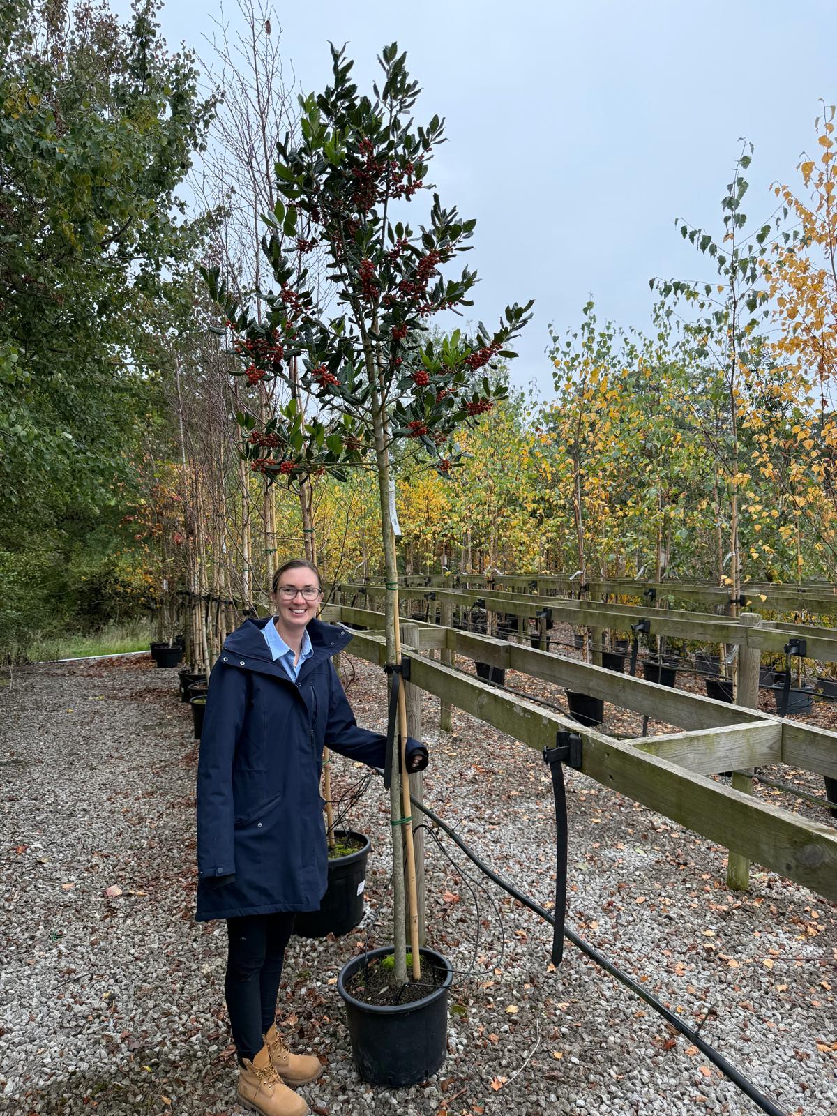 Ilex Nellie Stevens Potted 3/4 Standard