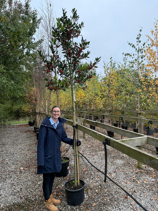 Ilex Nellie Stevens Potted 3/4 Standard