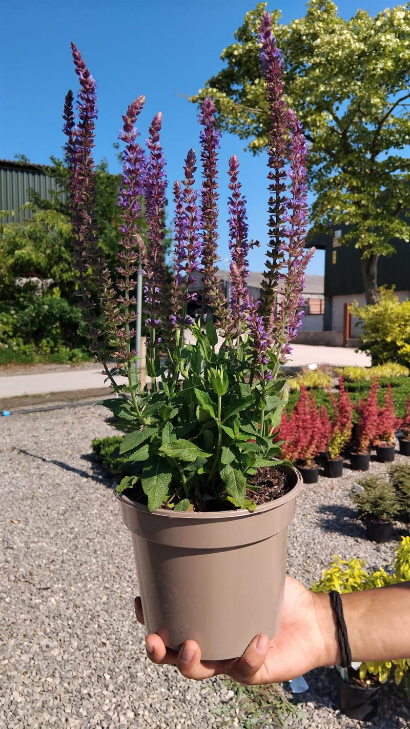 Salvia nemorosa Ostfriesland 2 Litre Pot