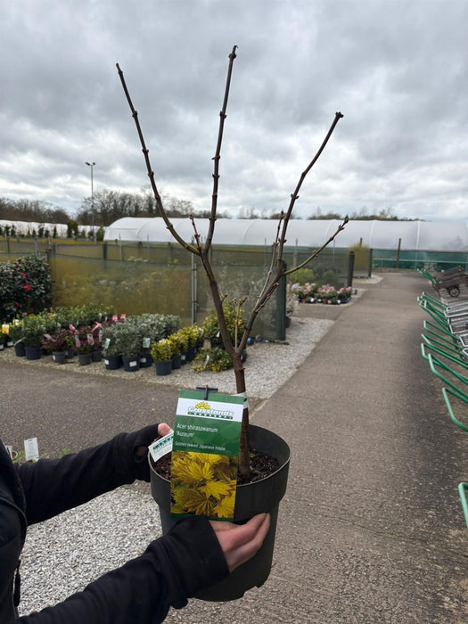 Acer Shirasawanum Aureum 6 Litre Pot