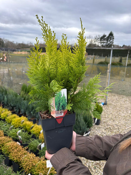 Chamaecyparis Ivonne 2 Litre Pot