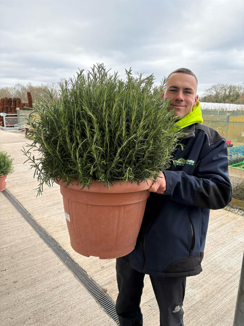 Rosmarinus Officinalis 45 Litre Pot