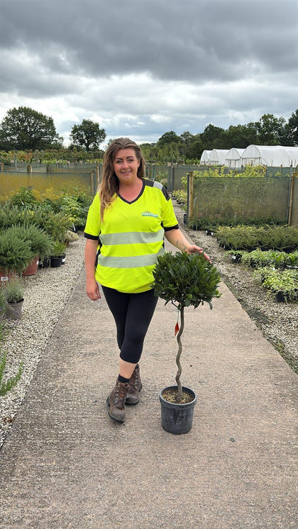 Laurus Nobilis 5 Litre Pot 1/4 Standard 50cm Spiral Stem