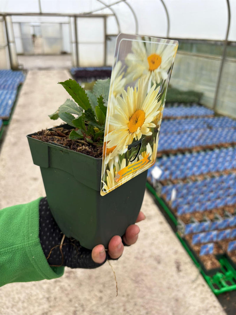 Leucanthemum Banana Cream 3 Litre Pot
