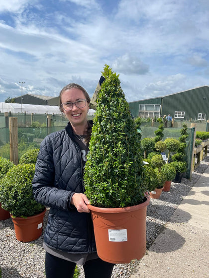 Buxus Cone Pot Grown 10 Litre 60/70cm