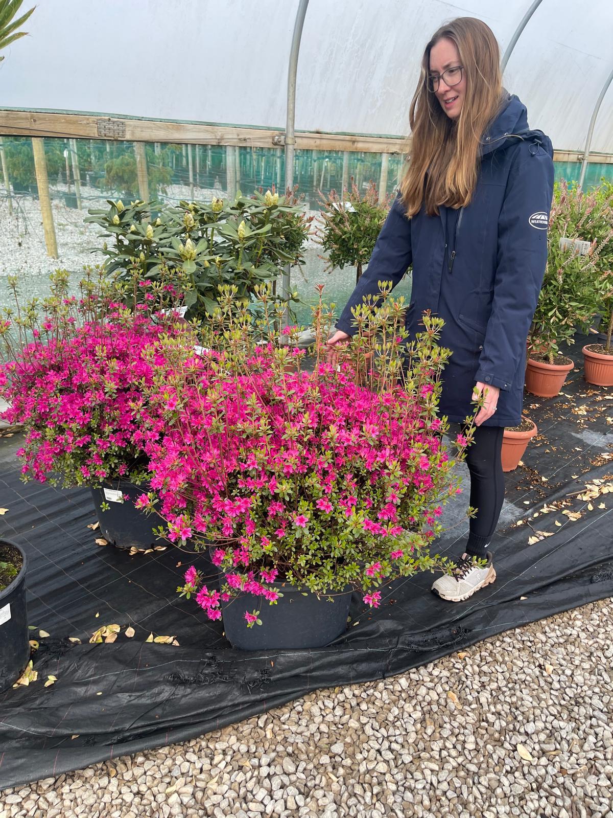 Azalea japonica Thierry 40 Litre Pot Specimen Sized — Grasslands