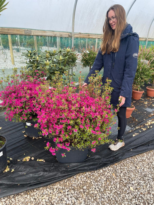 Azalea japonica Thierry 40 Litre Pot Specimen Sized