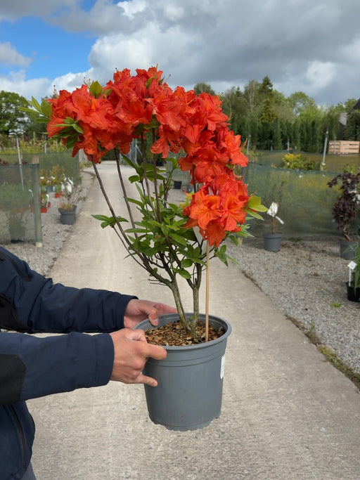 Azalea Mollis Gibraltar 4.5 Litre Pot