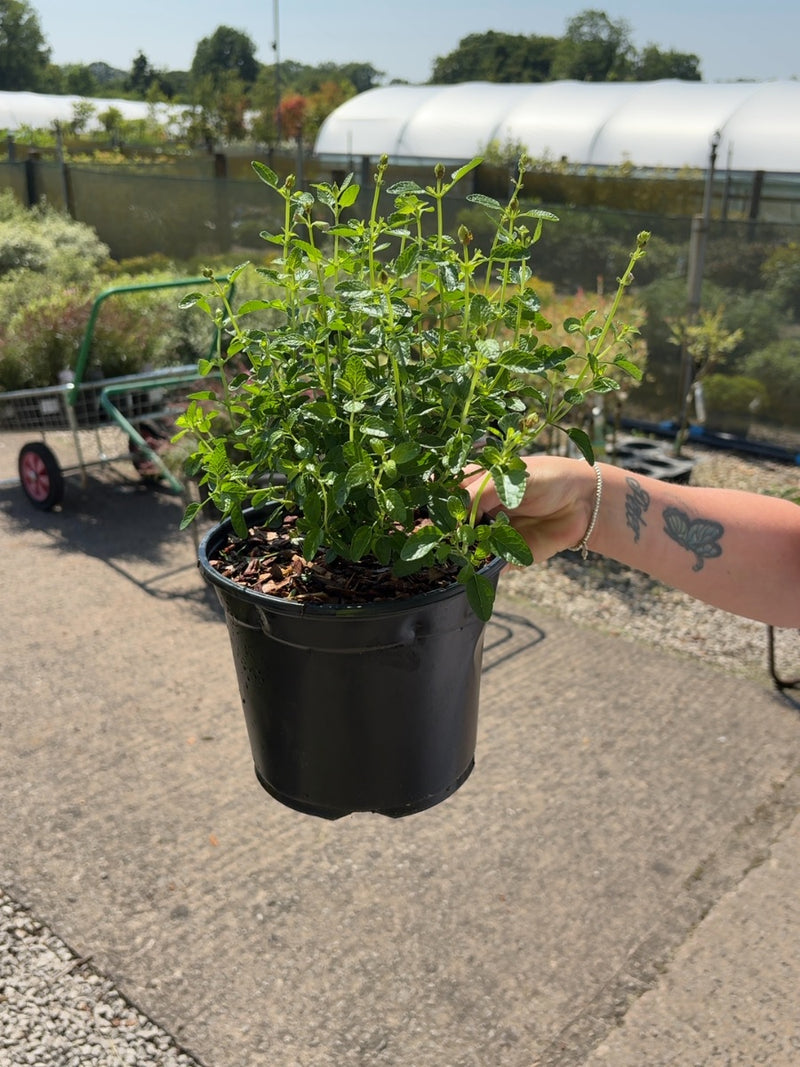Salvia Jamensis Magical Orinoco 3 Litre Pot
