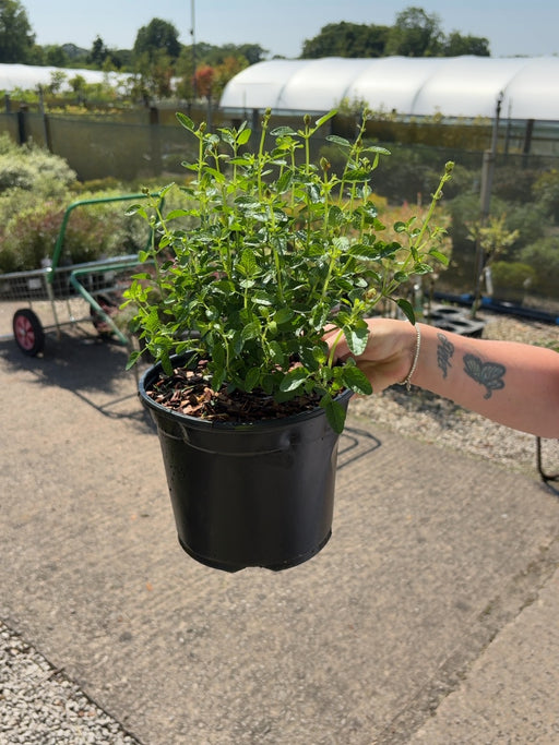 Salvia Jamensis Magical Orinoco 3 Litre Pot