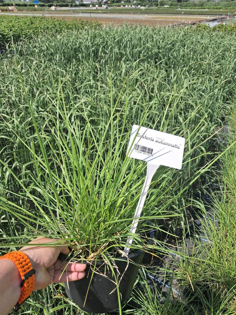 Sesleria Autumnalis 5 Litre Pot