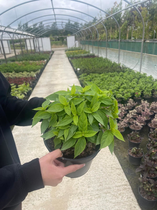 Hydrangea pan Whitelight 2.3 Litre Pot Delivery March