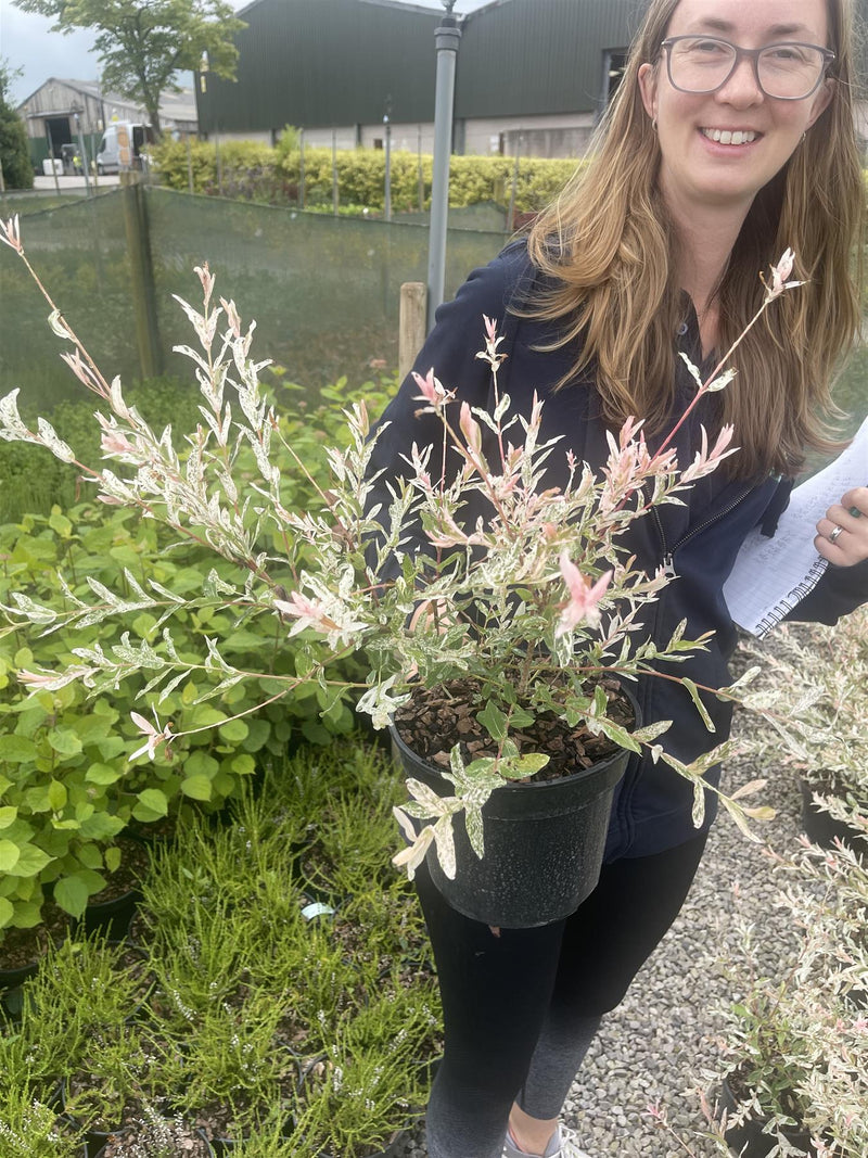 Salix Integra Hakuro Nishiki 3 Litre Pot