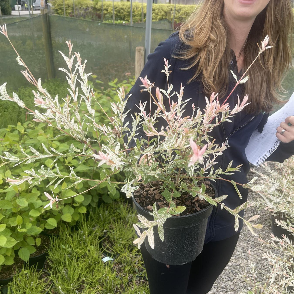 Salix Integra Hakuro Nishiki 3 Litre Pot — Grasslands Nursery