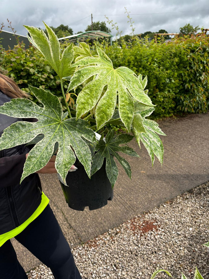 Fatsia Spiders Web 7 Litre Pot