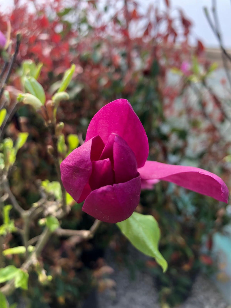 Magnolia Susan 25 Litre Pot Half Standard