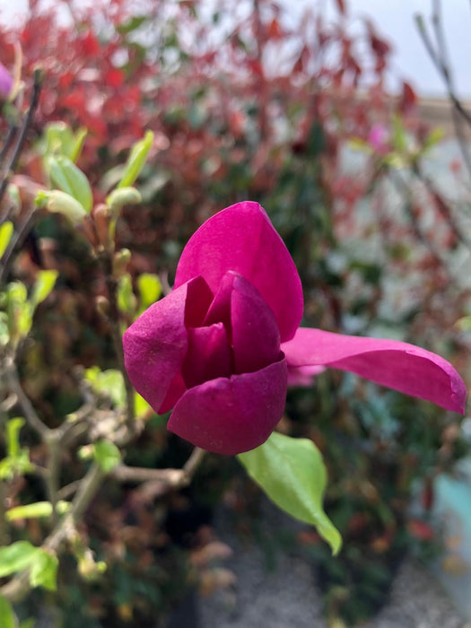 Magnolia Susan 25 Litre Pot Half Standard