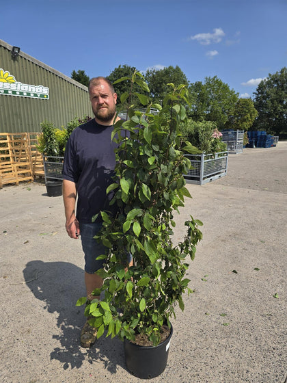 Callicarpa bod. Profusion 20 Litre 125/150cm