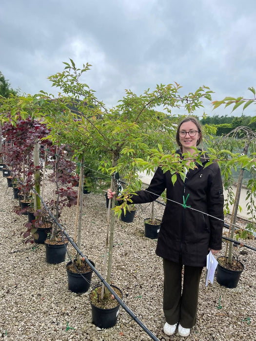 Prunus subhirtella Autumnalis Rosea 10 Litre Pot