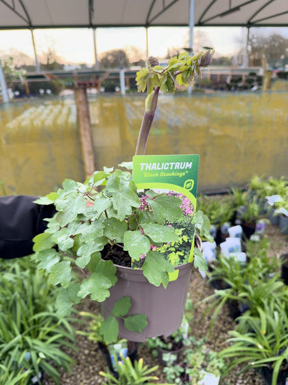 Thalictrum Black Stockings 2 Litre Pot