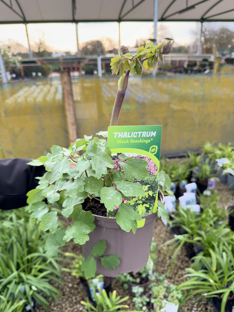 Thalictrum Black Stockings 2 Litre Pot