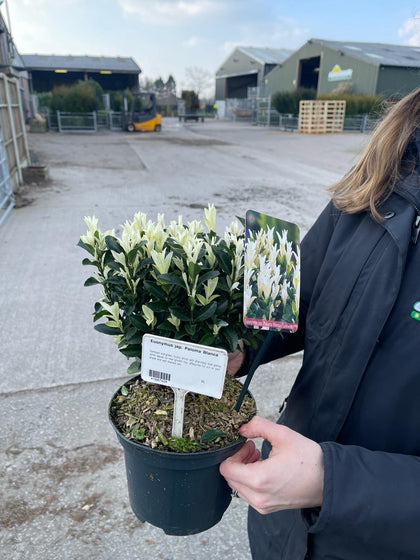 Euonymus Paloma Blanca 5 Litre Pot