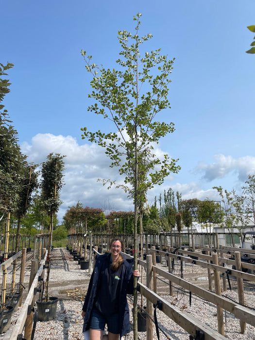 Alnus Glutinosa 10-12 cm Girth Extra Heavy Standard