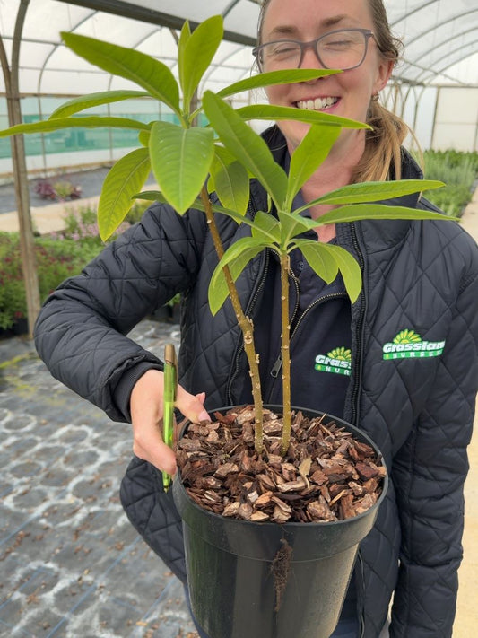 Edgeworthia chrysantha - Paper Bush 3 Litre Pot