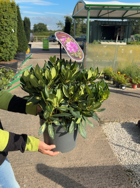 Rhododendron Hybrid Goldflimmer 5 Litre Pot