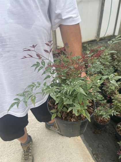 Nandina Domestica Obsessed 2 Litre Pot