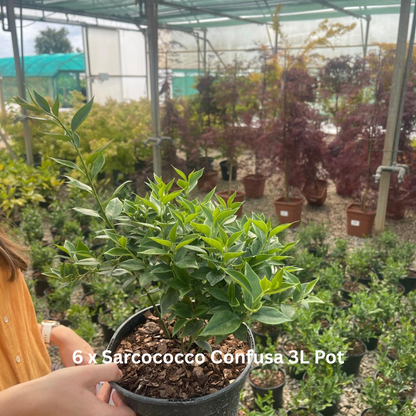 42 x Shrub Mix Border Pack