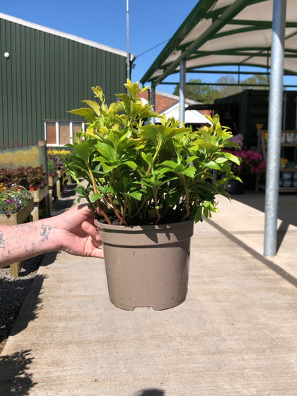 Pachysandra Terminalis 2 Litre Pot