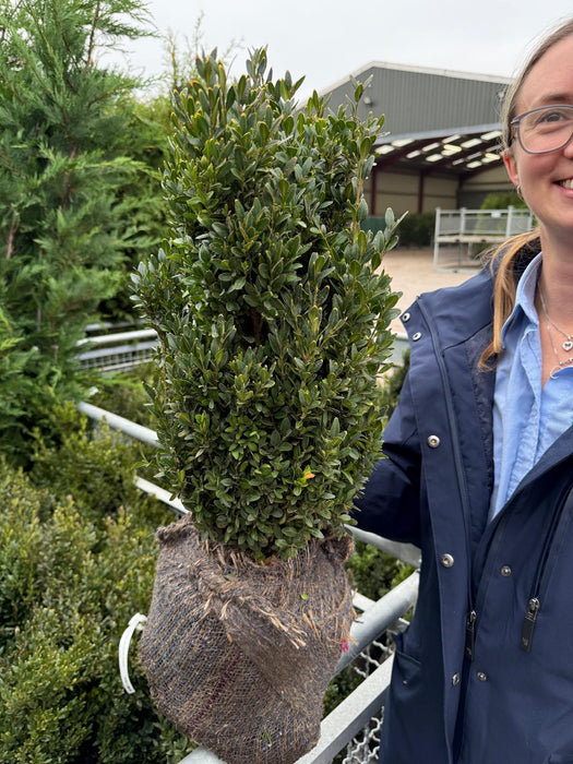 Box Hedging 40/50 Root Ball Dug To Order