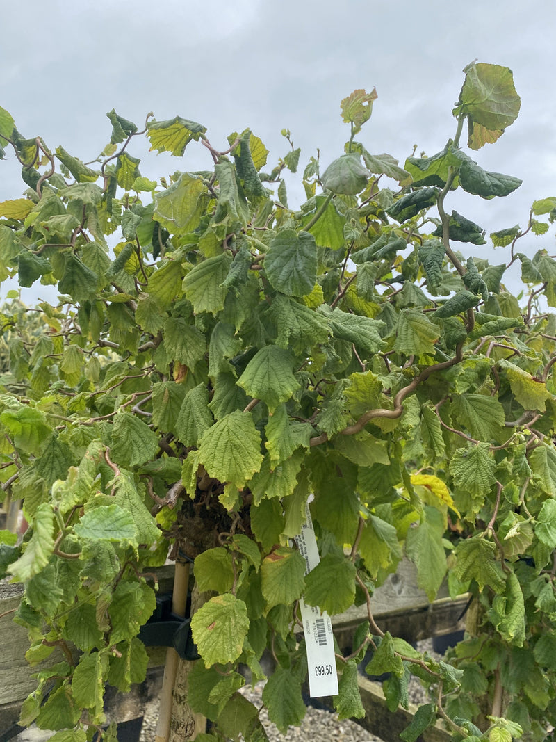 Corylus Av. Scooter 10 Litre Pot 1/2 Stndard