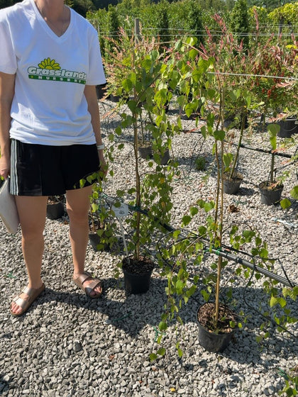 Betula pendula 'Youngii' - Young's Weeping Birch  3 Litre Pot 100-150cm