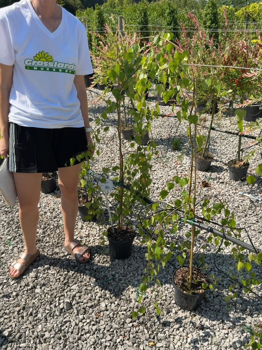 Betula pendula 'Youngii' - Young's Weeping Birch  3 Litre Pot 100-150cm