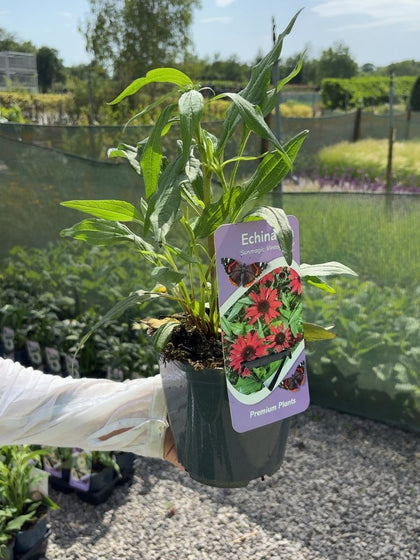 Echinacea Sunmagic Vintage Hot Red  2 Litre Pot