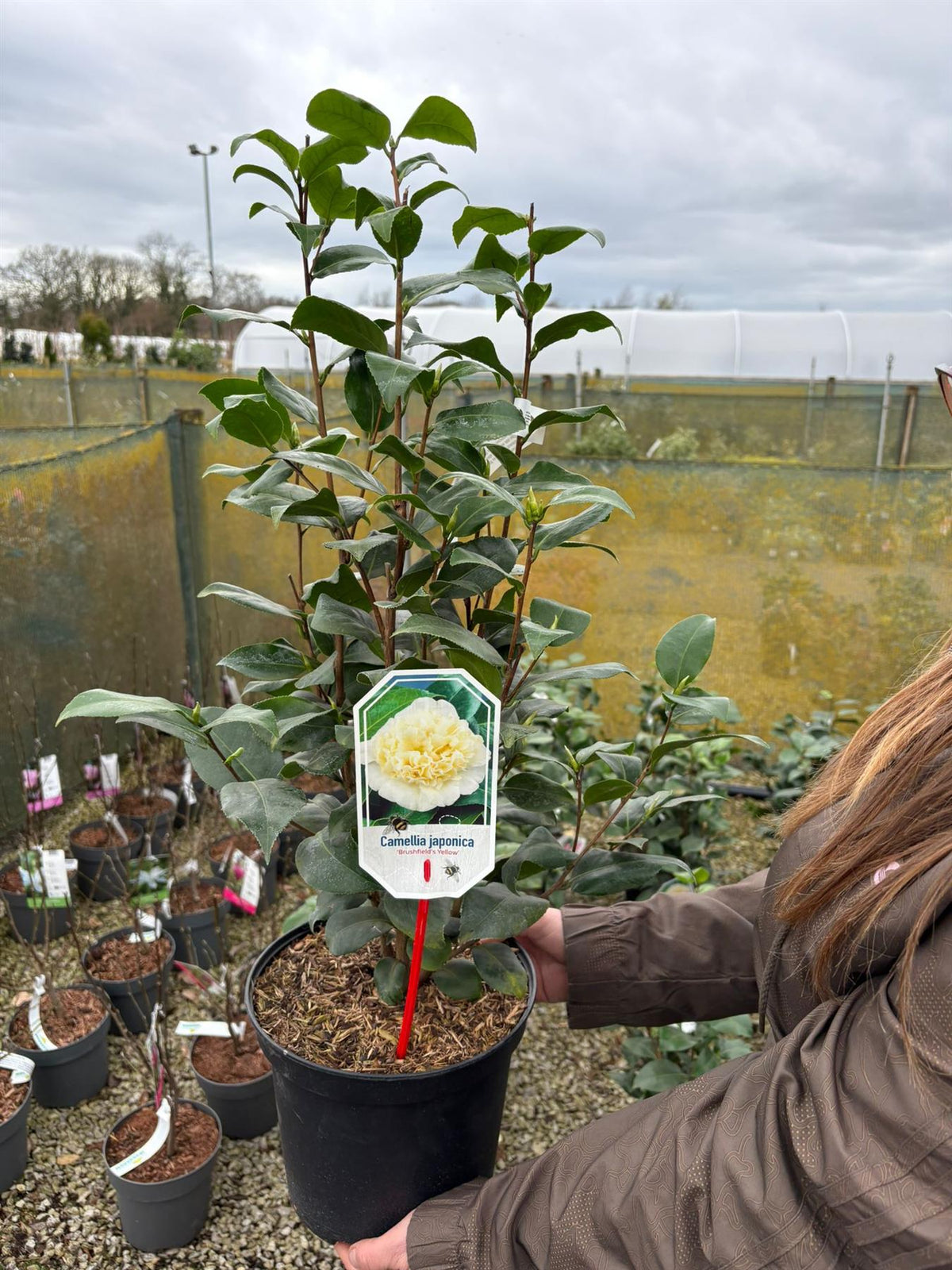 Camellia Japonica Brushfields Yellow 5 Litre Pot — Grasslands Nursery
