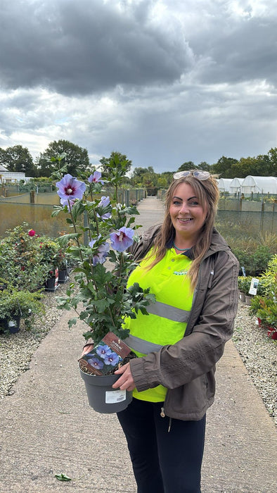 Hibiscus syr. Oiseau Bleu 4 Litre Pot 40-60cm
