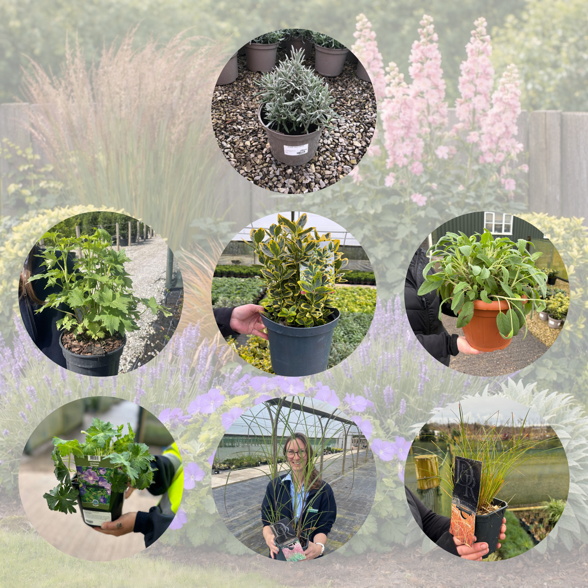 Cottage Garden Mixed Border Pack (20 Plants)